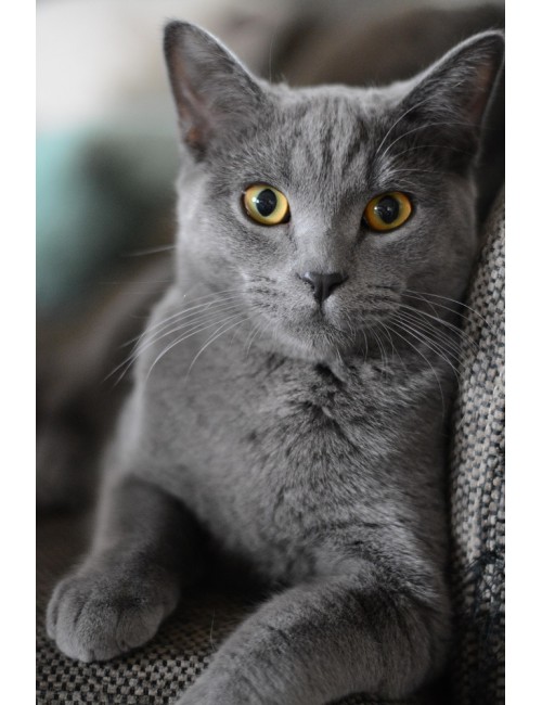 Tablou Gray Cat