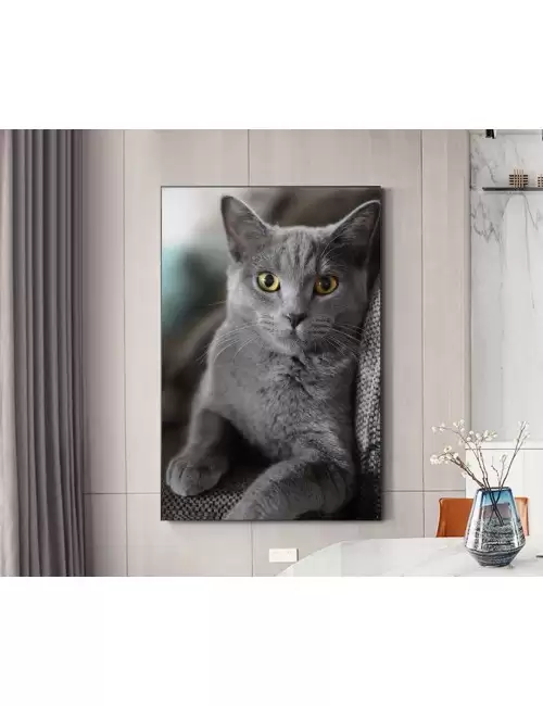 Tablou Gray Cat